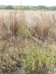 Lymnocryptes minimus