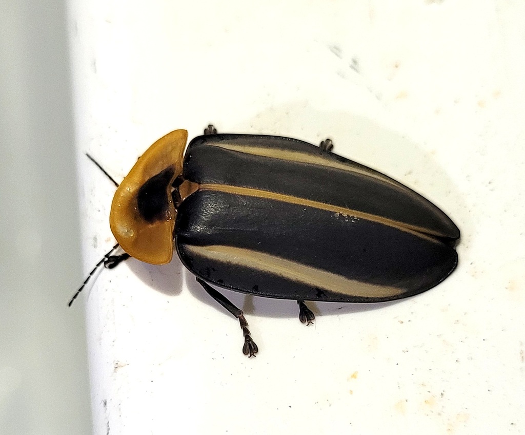 Cratomorphus distinctus
