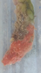 Clathria