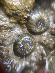 Anthopleura dixoniana