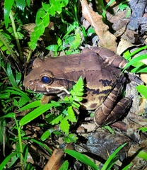 Leptodactylus flavopictus