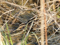 Lymnocryptes minimus