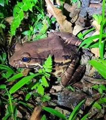 Leptodactylus flavopictus