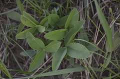 Trifolium montanum