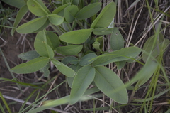 Trifolium montanum