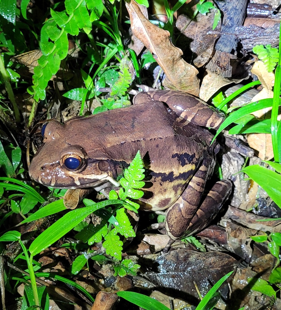 Yellow Painted Frog