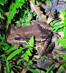 Leptodactylus flavopictus