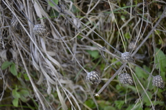 Centaurea scabiosa
