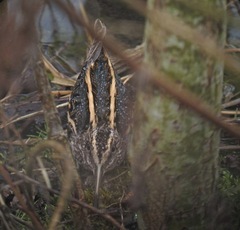 Lymnocryptes minimus