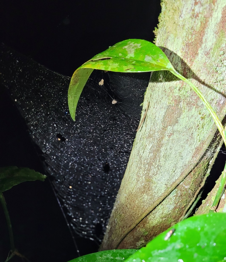 Enacrosoma anomalum