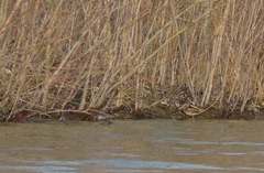 Lymnocryptes minimus