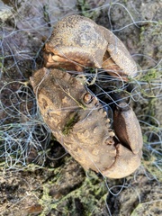 Myomenippe hardwickii