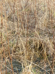 Lymnocryptes minimus