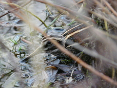 Lymnocryptes minimus