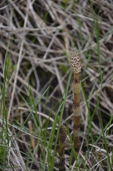 Equisetum arvense