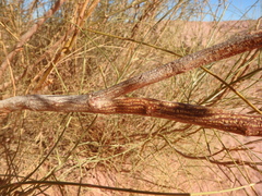 Retama raetam