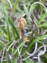 Xerophyta adendorffii