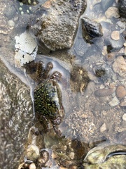 Metopograpsus