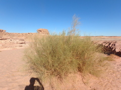 Retama raetam
