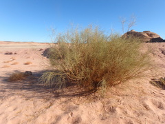 Retama raetam
