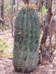 Ferocactus townsendianus
