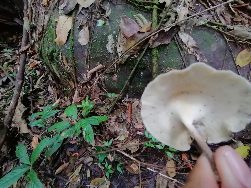 Lentinus flexipes · January 2023 · photo: © germansarmientocruz (iNaturalist, cc-by)