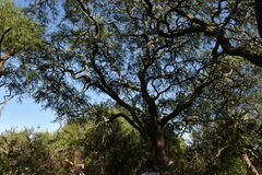 Prosopis nigra