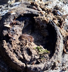 Cleidogona