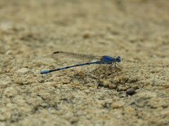 Argia agrioides