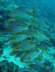 Plectorhinchus vittatus