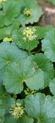 Hydrocotyle bonplandii