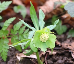 Helleborus odorus