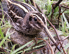 Lymnocryptes minimus