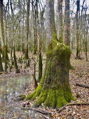 Porella platyphylla