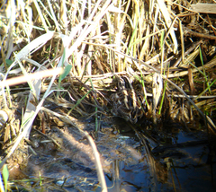 Lymnocryptes minimus