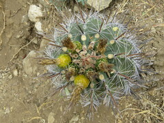 Ferocactus townsendianus