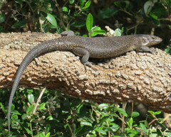 Egernia kingii