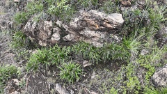 Xerophyta adendorffii