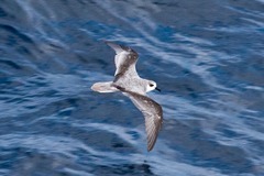 Pterodroma defilippiana