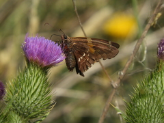 Epargyreus tmolis