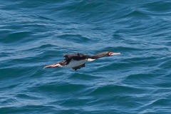 Leucocarbo bougainvillii