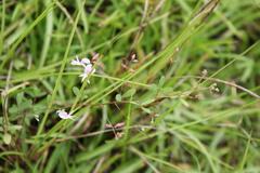 Lespedeza repens