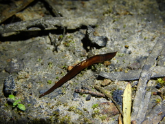 Geoplanidae