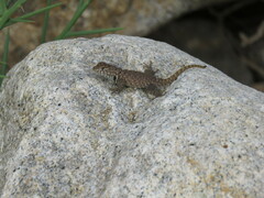 Sceloporus hunsakeri
