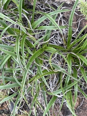 Xerophyta adendorffii