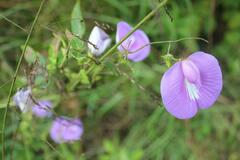 Centrosema virginianum