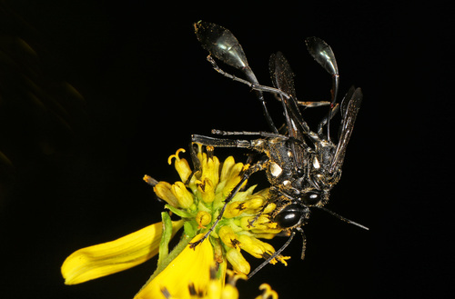 Gold-marked Thread-waisted Wasp photo 3