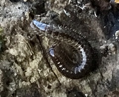 Cleidogona