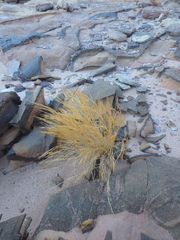 Aristida adscensionis
