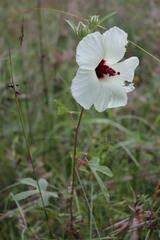 Hibiscus aculeatus